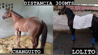 Lolito vs Changuito (Hipico las tuskitas - Tucumán