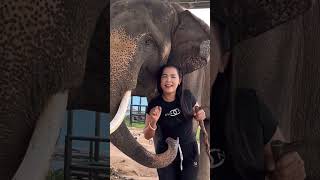 เต้นกับมหาเฮงจ้า Dancing With Maha Heng #มาแรง #ช้างแสนรู้ #Elephant #ผู้ติดตาม