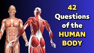 50 Questions of the HUMAN BODY - QUIZ! 👁 ANATOMY TRIVIA/TEST/QUIZ (Easy/Medium/Hard)