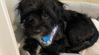 Lola Post Spay Update
