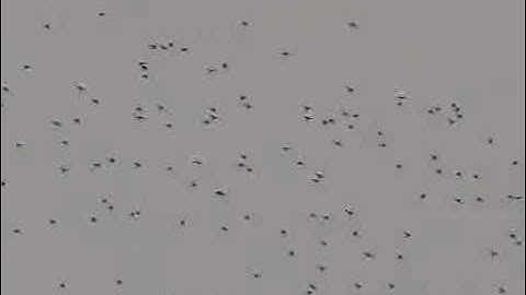 Zwerm zwaluwen, op 2.33 komt er een zwermpje in