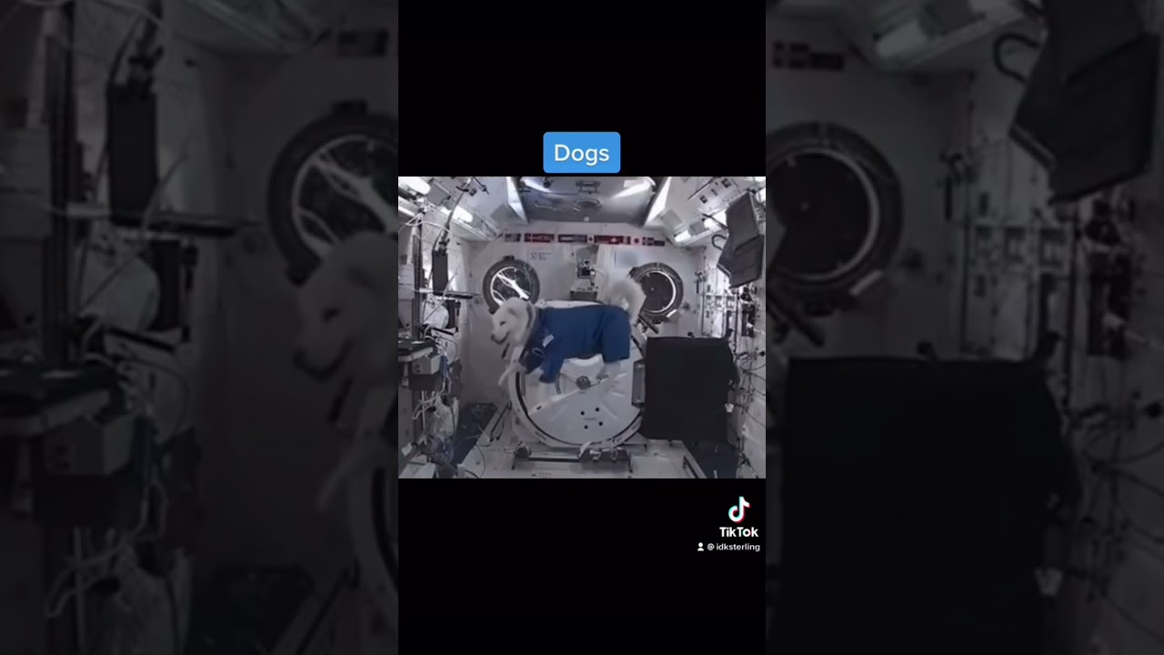 How Animals React To Zero Gravity 