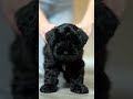 Dog #shorts