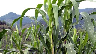 Can We Grow One Of The World’s Largest Food Crops Without Fertilizer?