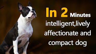 Boston Terrier - In 2 Minutes! intelligent, lively, affectionate and compact dog! by The Designer Dogs 49 views 2 months ago 2 minutes, 9 seconds