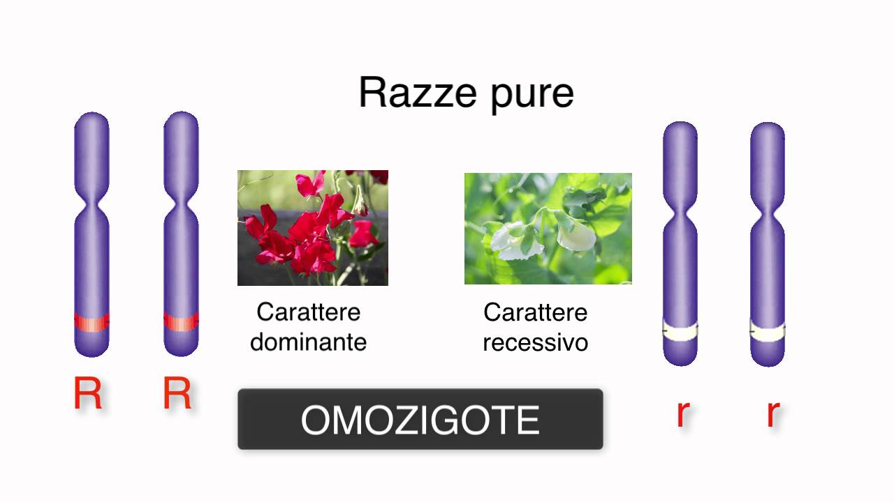 Le 3 leggi di Mendel e l'ereditarietà dei caratteri: le ...