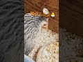 オナガドリ孵化🐣 #chicken