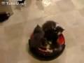 Kittens Riding a Roomba