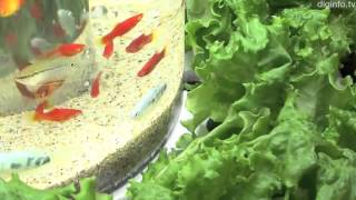 Aquaponic therapeutic indoor display #DigInfo