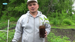 РАЗМНОЖЕНИЕ МАЛИНЫ "КРАПИВКОЙ"-ОЧЕНЬ ПРОСТОЙ СПОСОБ!!!