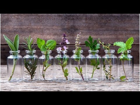 Vídeo: Crescendo cerefólio dentro de casa - Cuidando de plantas de cerefólio em casa