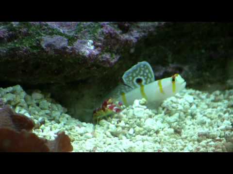 white cap goby pair