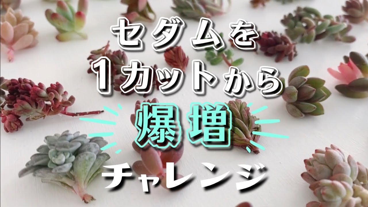 セダムを1カットからどこまで増やせるか育成チャレンジ( 1ヶ月目 ) 【 多肉植物 / ガーデニング 】