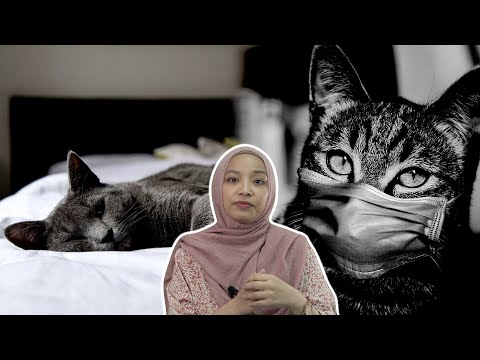 Video: Virus Kucing Baru Dikenal, Kemungkinan Pautan Ke Kanser