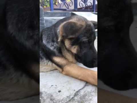 german shepherd dog price in ghy