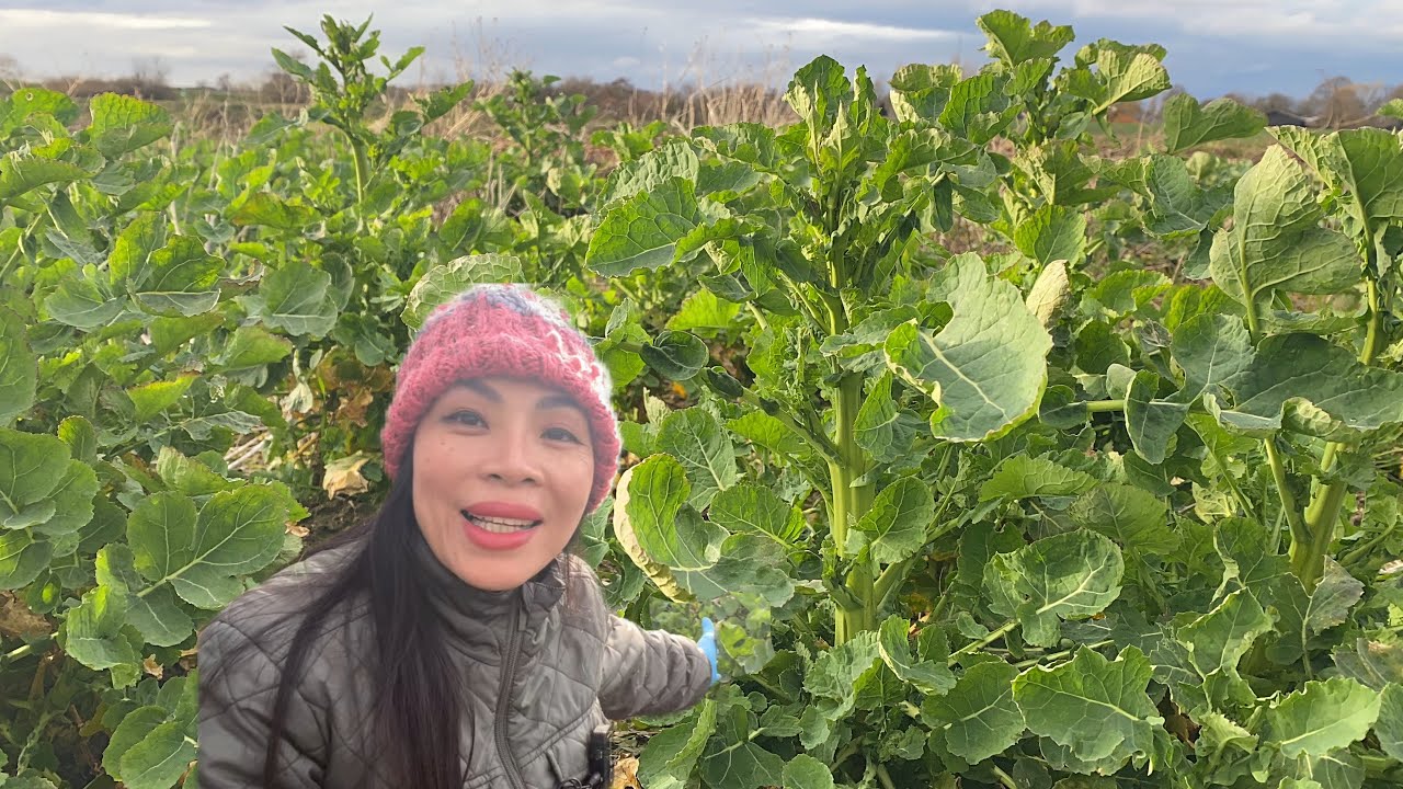 อวบอ้วนที่สุดแล้วดงนี้ # ผักคาโนล่า กวางตุ้งฝรั่งยอดยักษ์ใหญ่ # หักดังสนั่นลั่นทุ่ง.12/4/2024.