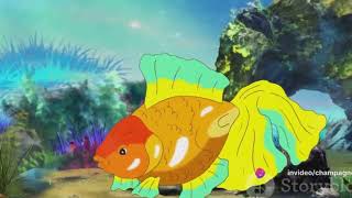 Ranchu Goldfish For Sale: Captivating Beauty for Your Aquarium