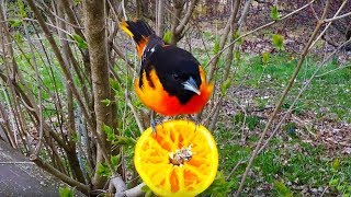 Very simple bird feeder attracts extremely beautiful birds