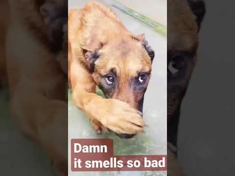 Video: DAMN IT: The Pet-Saving Acrónimo