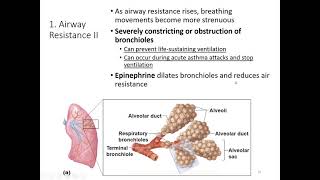 CH 22 Respiratory System, Part 2
