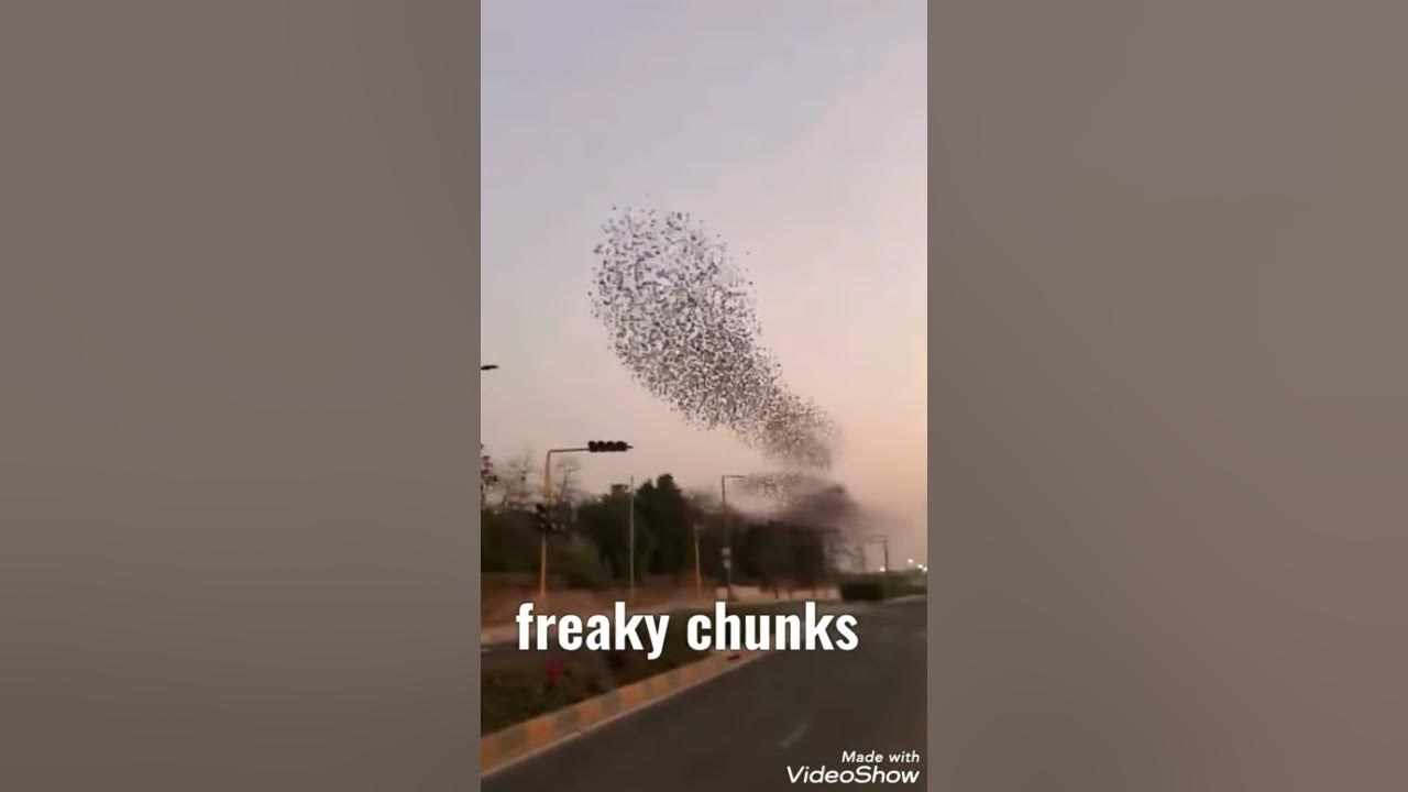 Freaking birds @lockdown - YouTube