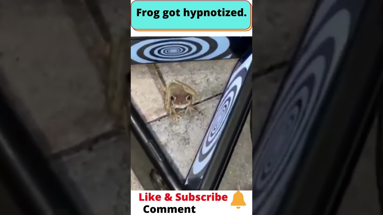 😯O.M.G Did Frog really get Hypnotized?🤔 