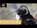 The PENGUINS of SOUTH AFRICA - Stony Point Nature Reserve, 4K Ultra HD