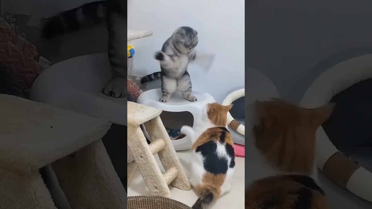 billi ki ladai🐱😱