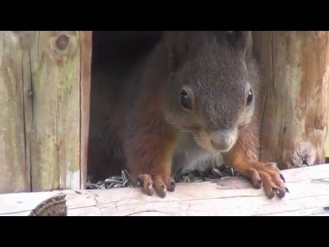 tiere-in-unserem-garten