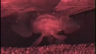 'Singing' Fish Hums, Chirps To Attract Mates