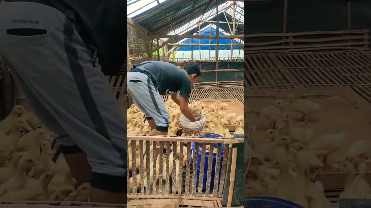 Cara Ternak Bebek Pedaging khusus Pemula