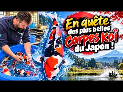 De magnifiques carpes koï japonaises et des découvertes exceptionnelles au Japon !