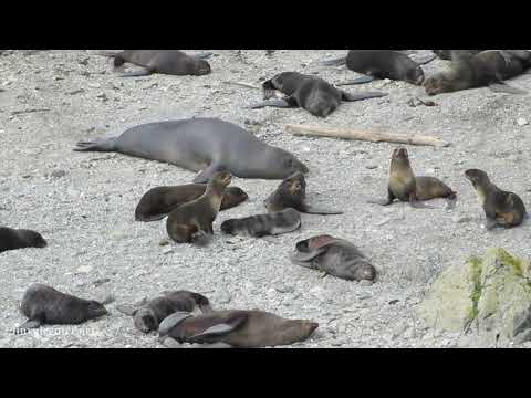 Морской слон и котики