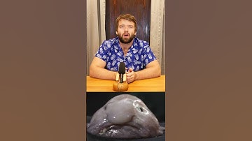 Why The Blobfish Isn