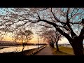 坂本冬美 千曲川
