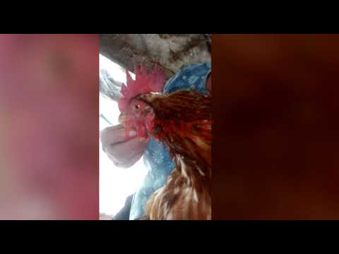 El Misterioso Gallo que Pone Huevos en Argentina