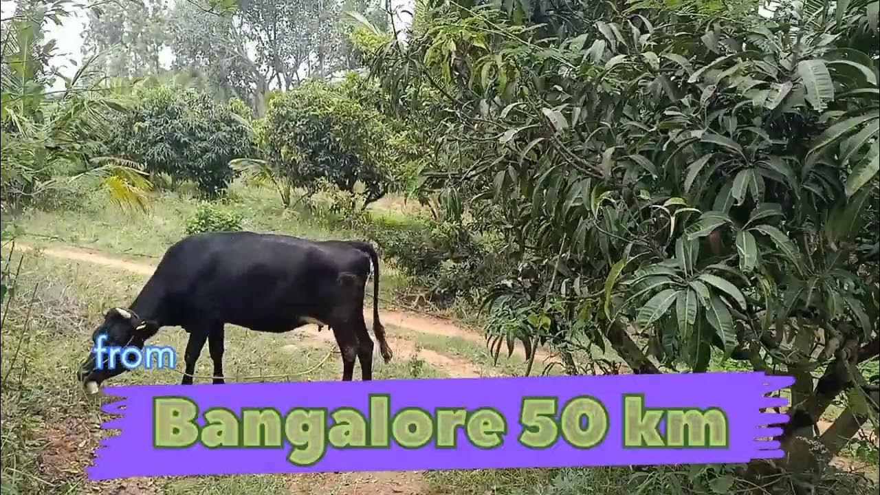 09 acres Farm House for Sale l Ramanagara l Kanakapur l Magadi l