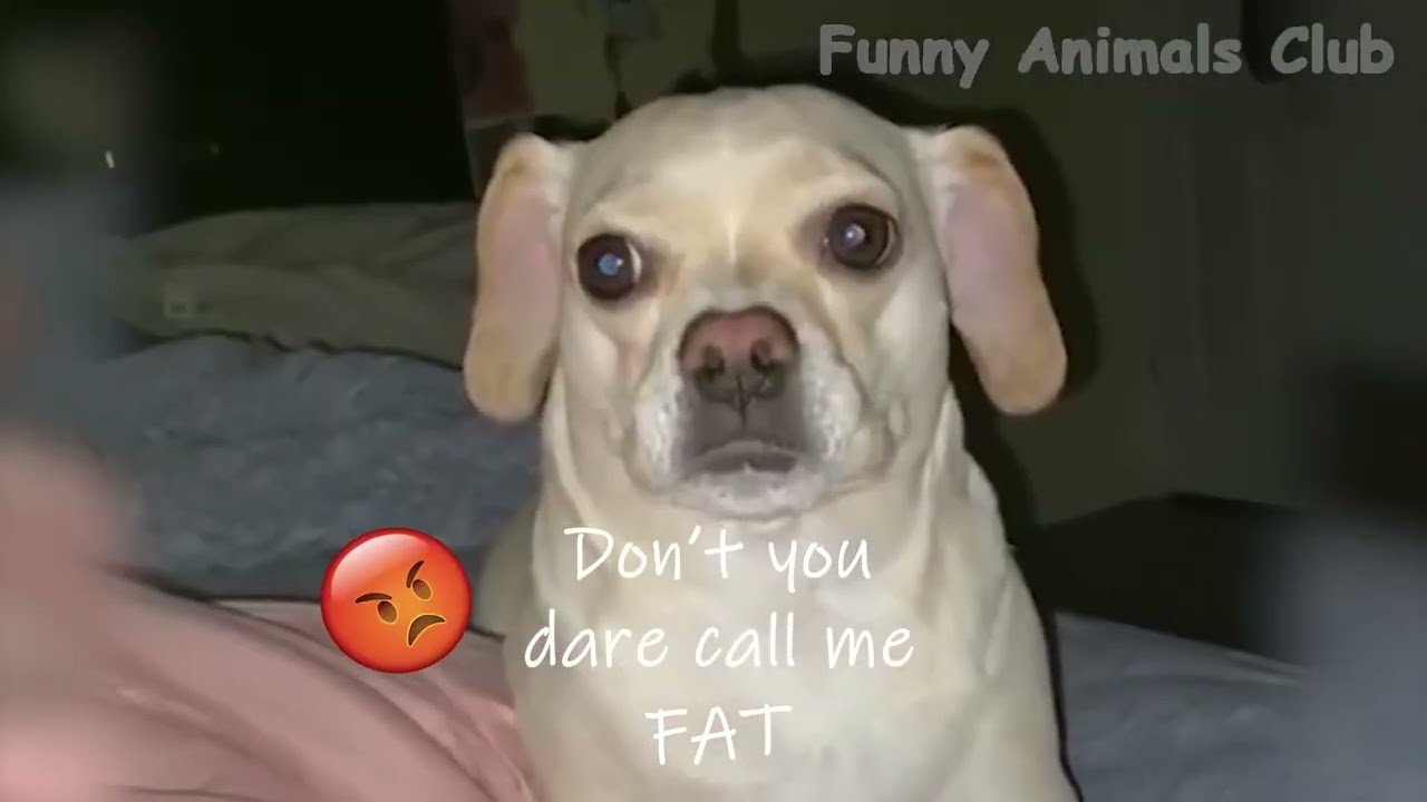 絶対笑う 最高におもしろ 猫のハプニング 失敗動画集 かわいい猫 150 動物 犬 猫 他色々 まとめ動画