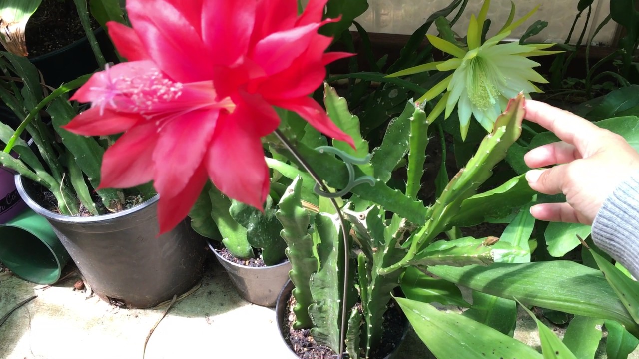 Epiphyllum Blooms and My Care 