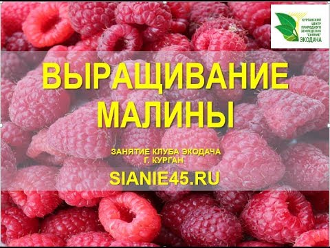 Выращивание малины 