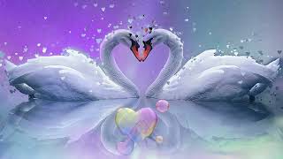 love swan background for your video
