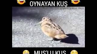 MUSLU KUŞ HALAY CEKIYOR. .