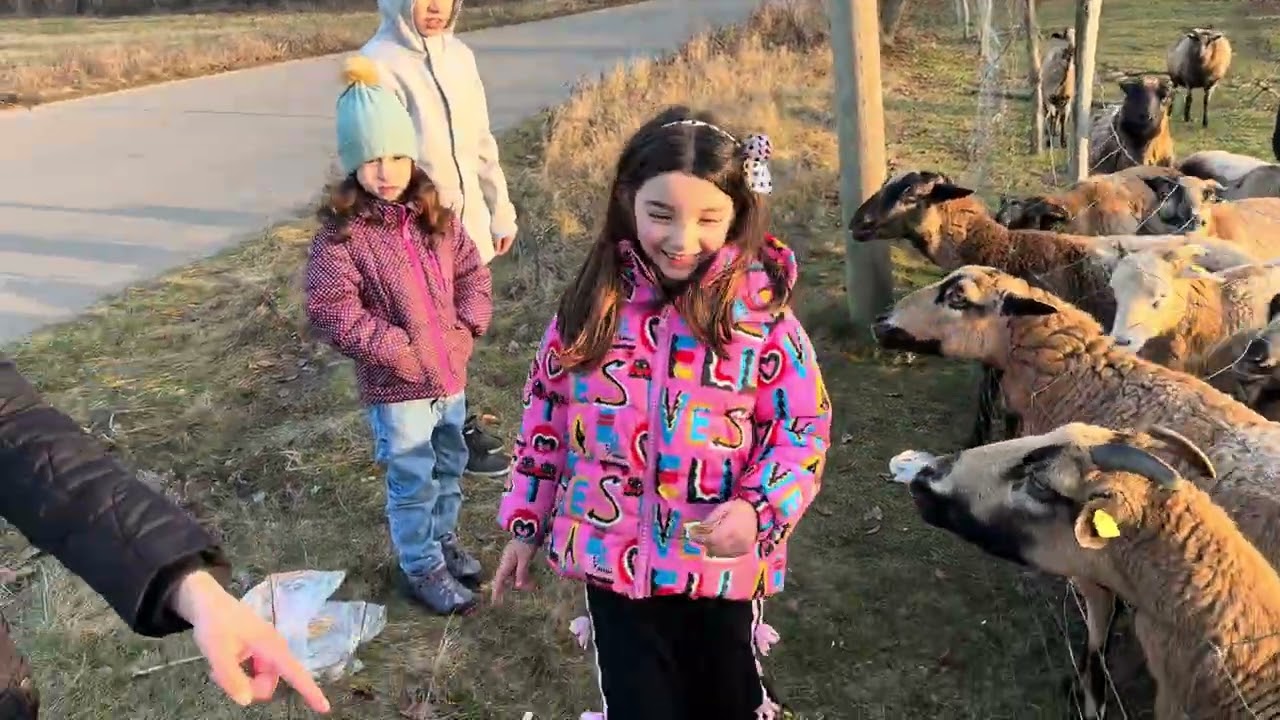 مشوا اليوم عند الأغنام، بعيدًا عن ضجيج الناس وهموم الدنيا Sie sind heute zu den Schafen gelaufen.