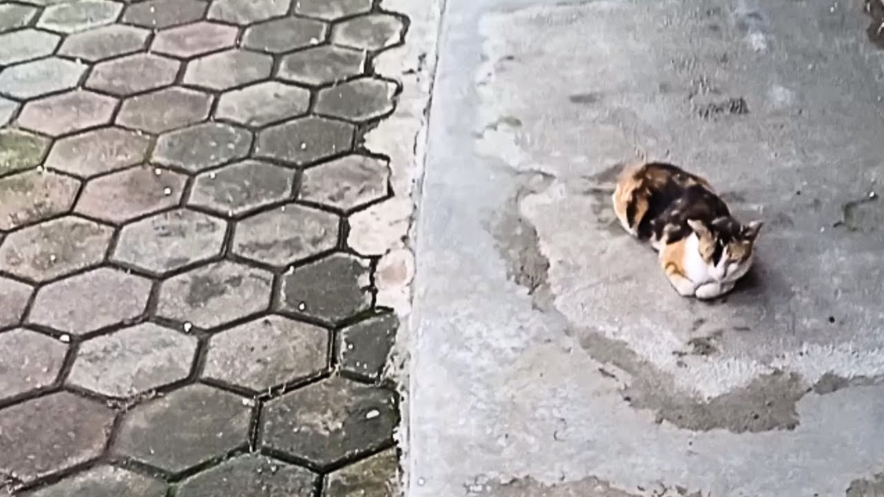 Meet Weak Stray Cats on the Sidewalk, Abandoned and Starving YouTube