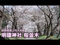 【岐阜県郡上市】大和町 明建神社 桜並木 の動画、YouTube動画。