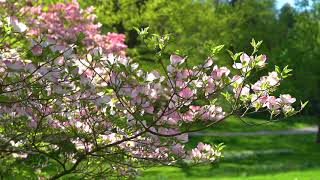 Take a Spring Walk in the Dogwoods