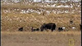 Bison Defenses Against Wolves