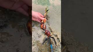 Imd 480177211 Mini Rotary Tillage And Ridging All-In One Short View