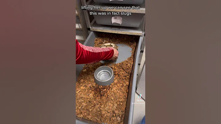 This is THE terrible Tuesday!!! #snaketok #reptile #snake #egg #clutch #baby #babies #slugs #slug