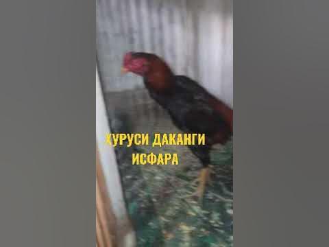 Хуруси Дакан Исфара | Хурус Чанг Исфара | Хуруси Душанбе / Хуруси ...